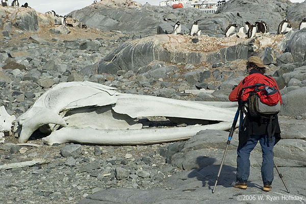 Whale Skeleton and Hugh