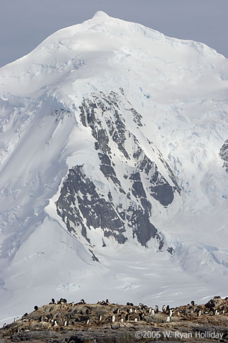 Gentoo Penguins