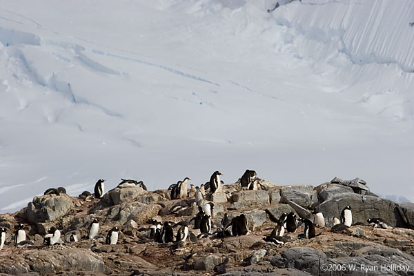 Gentoo Penguins