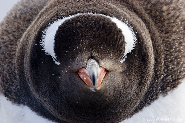 Gentoo Penguin