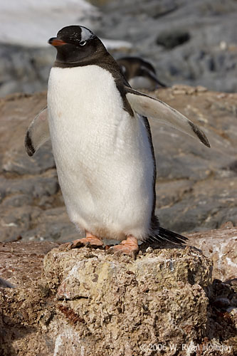 Gentoo Penguin