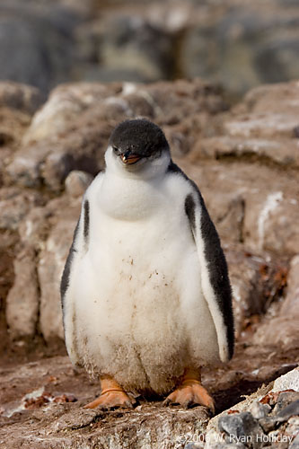 Gentoo Penguin Chicks