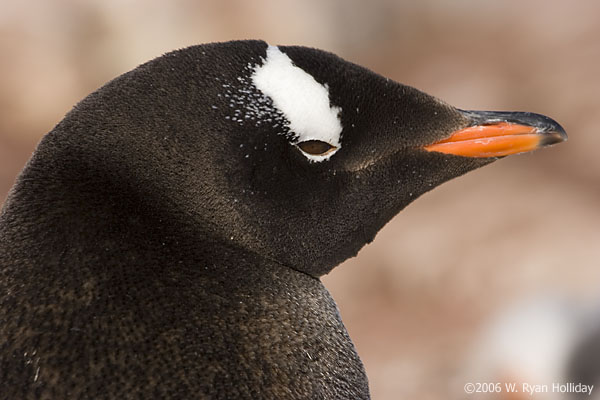 Gentoo Penguin