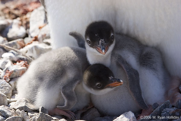 Gentoo Penguin Chicks