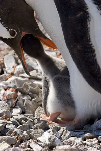 Gentoo Penguin and Chicks