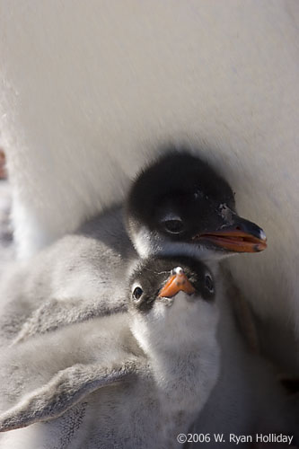 Gentoo Penguin Chicks