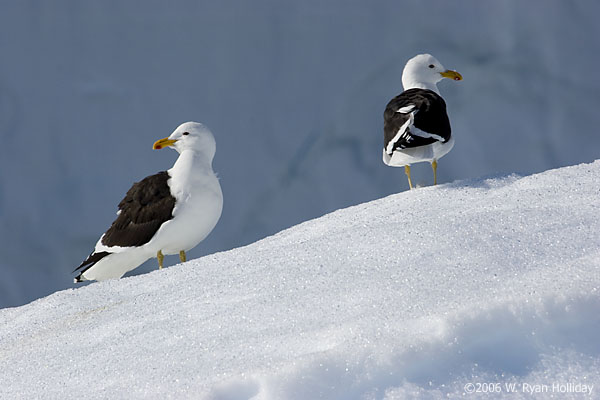 Kelp Gulls