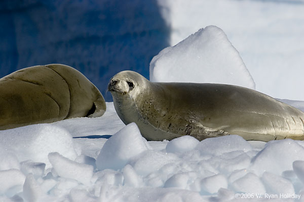 Crabeater Seals