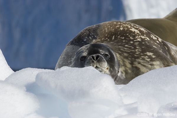 Weddell Seal