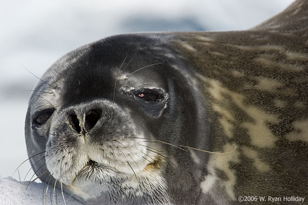 Weddell seal in Paradise Harbour