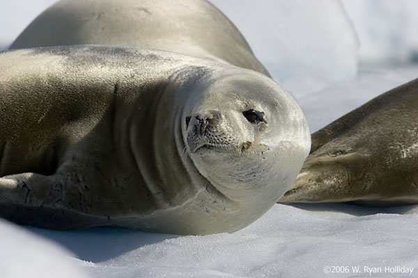 Crabeater Seals