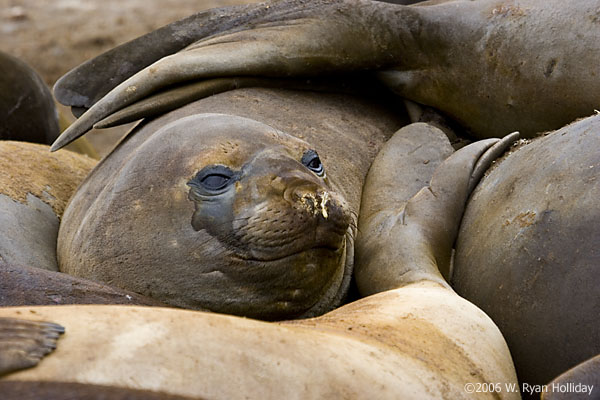 Elephant Seals