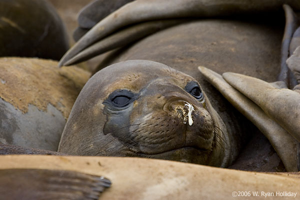 Elephant Seal