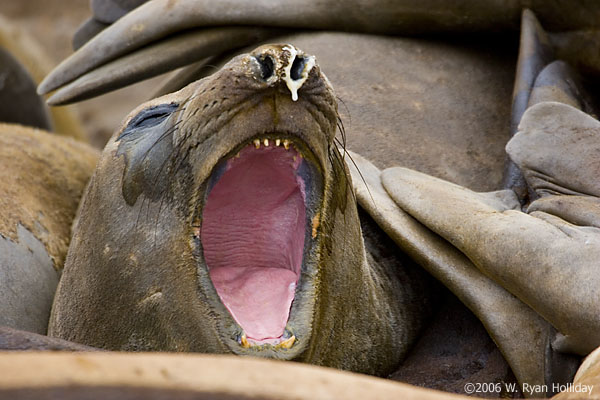 Elephant Seal