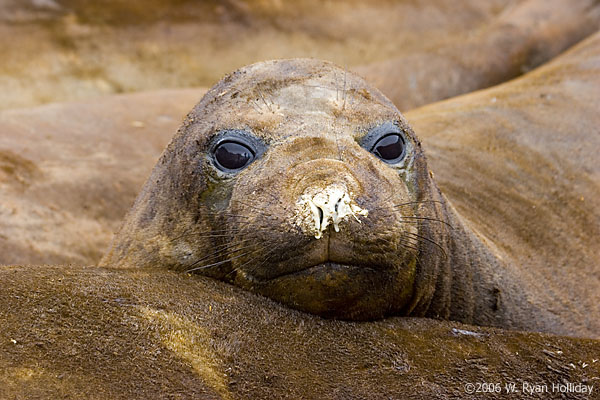 Elephant Seal