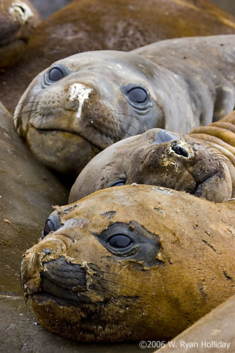 Elephant Seals