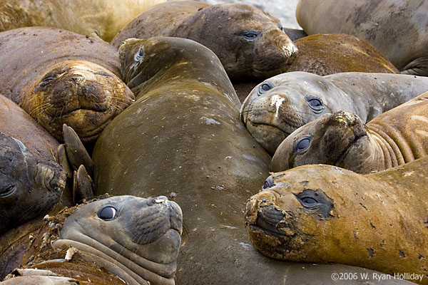 Elephant Seals