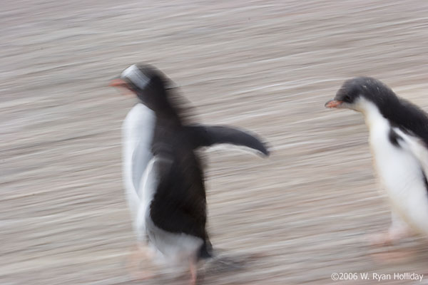 Gentoo Penguin and Chick