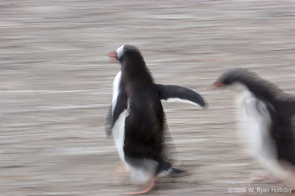 Gentoo Penguin and Chick