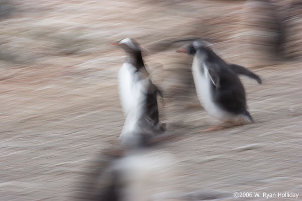 Gentoo Penguin and Chick