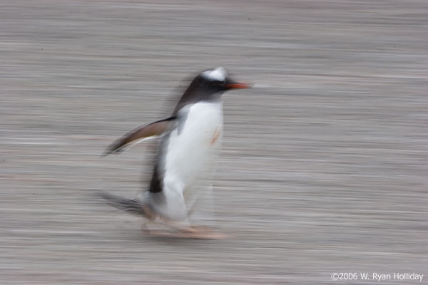 Gentoo Penguin