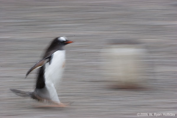 Gentoo Penguin