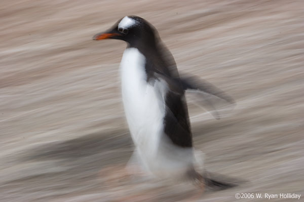 Gentoo Penguin at Hannah Point