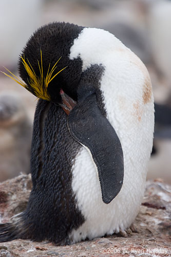 Macaroni Penguin