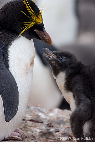 Macaroni Penguin and Chick