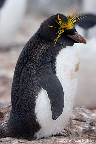 Macaroni Penguin