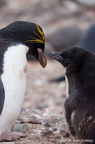 Macaroni Penguin and Chick