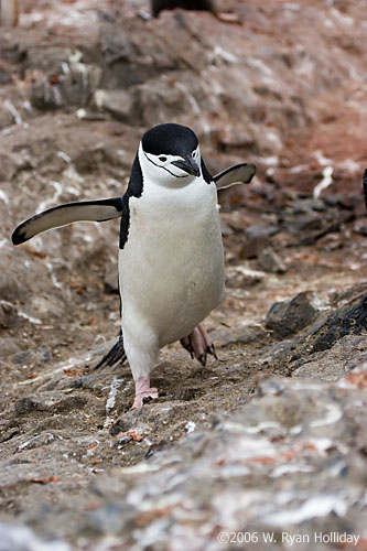 Chinstrap Penguin