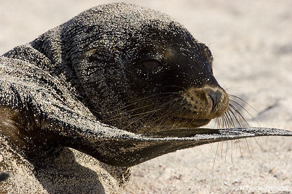 Galapagos Sea Lion