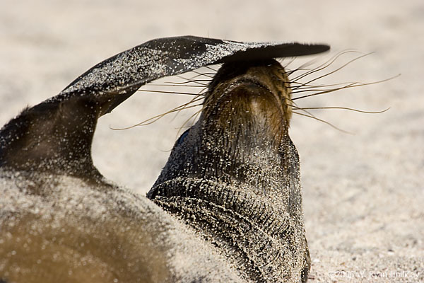 Sea Lion