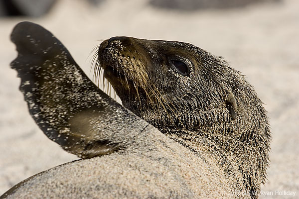 Sea Lion