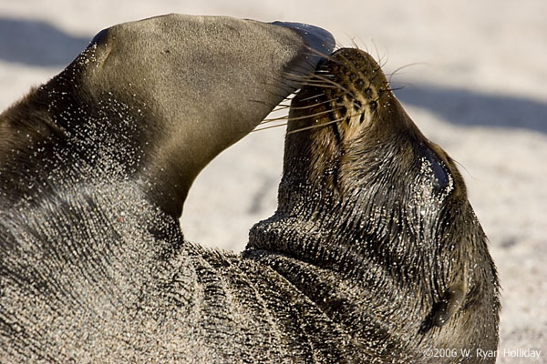 Sea Lion