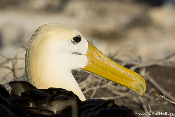 Waved Albatross