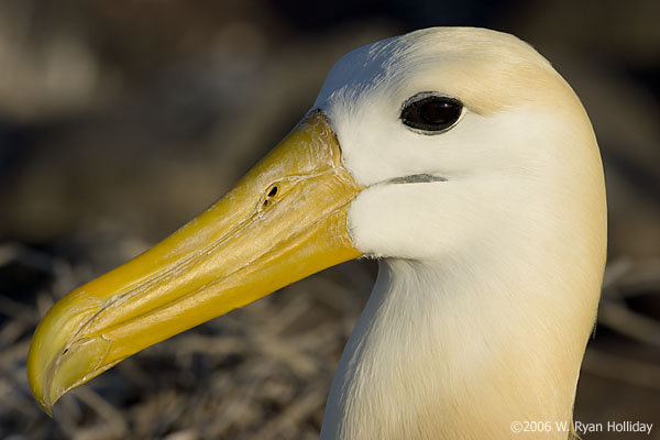 Waved Albatross on Espanola Island