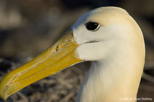 Waved Albatross