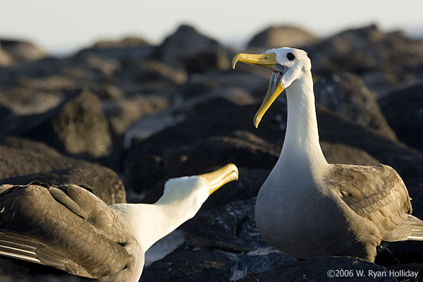 Waved Albatrosses