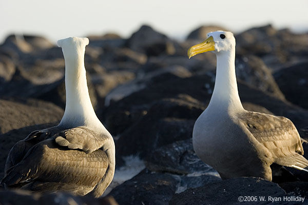 Waved Albatrosses