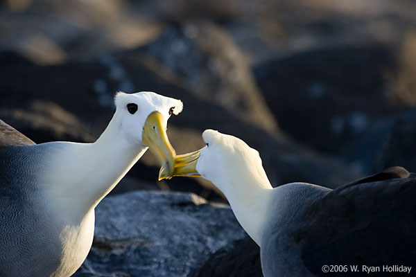 Waved Albatrosses