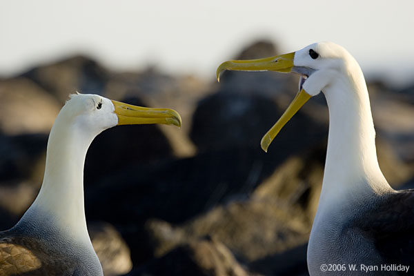 Waved Albatrosses