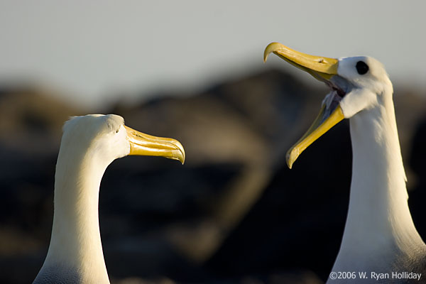 Waved Albatrosses