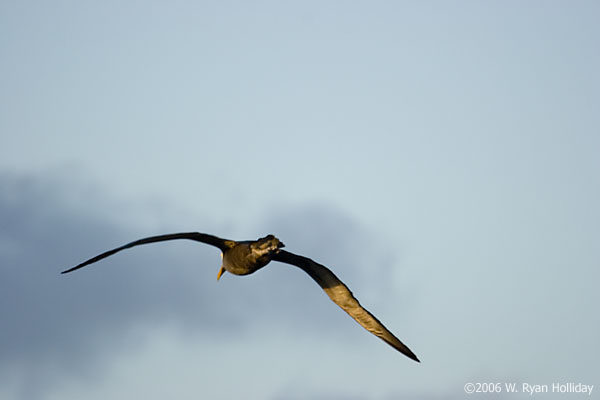 Waved Albatross