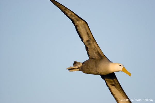 Waved Albatross