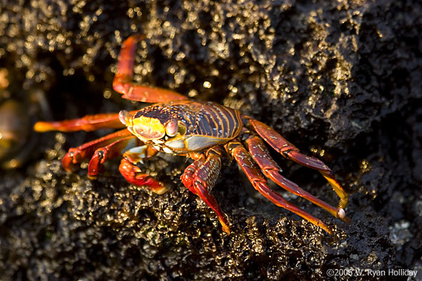 Sally Lightfoot Crab