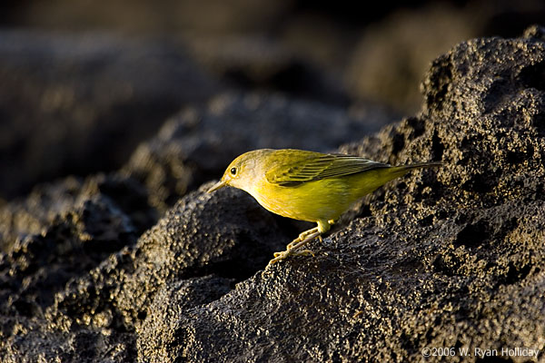 Yellow Warbler