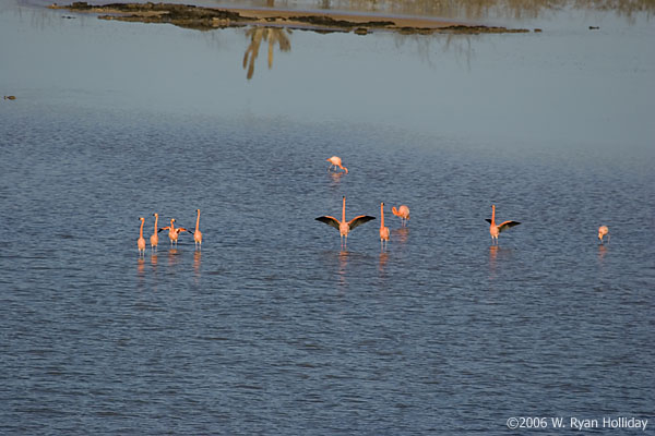 Flamingos