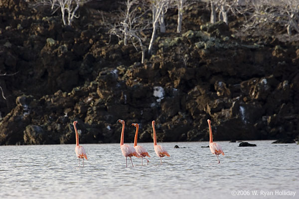 Flamingos